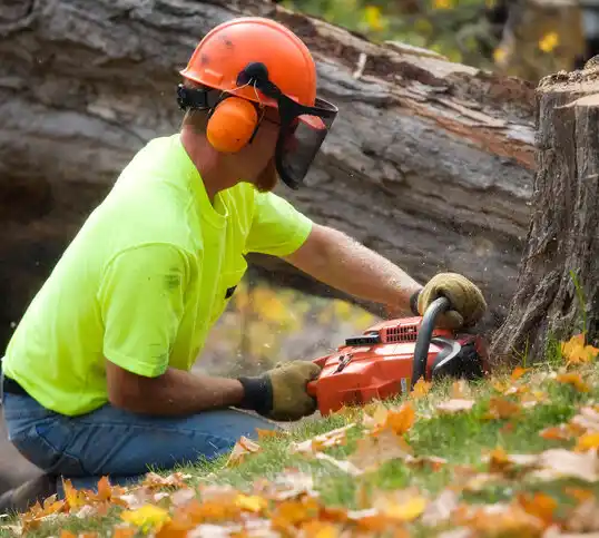 tree services North Valley